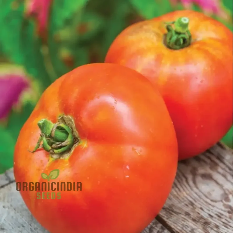 Tomato Knockout vegetable seeds, promising robust, flavorful tomatoes that will stand out as a highlight of your gardening experience.