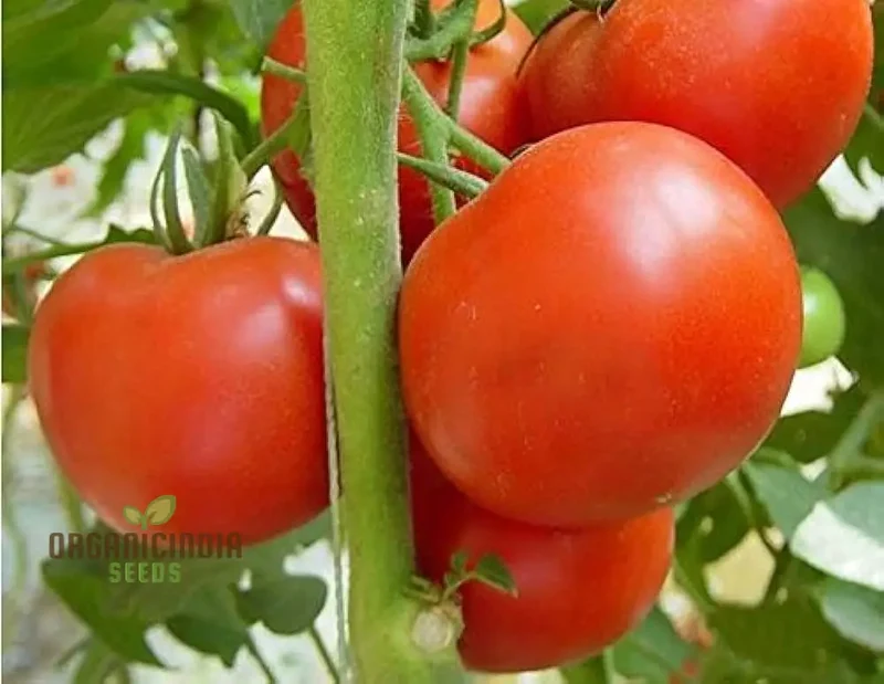 Tomato Knockout vegetable seeds, promising robust, flavorful tomatoes that will stand out as a highlight of your gardening experience.