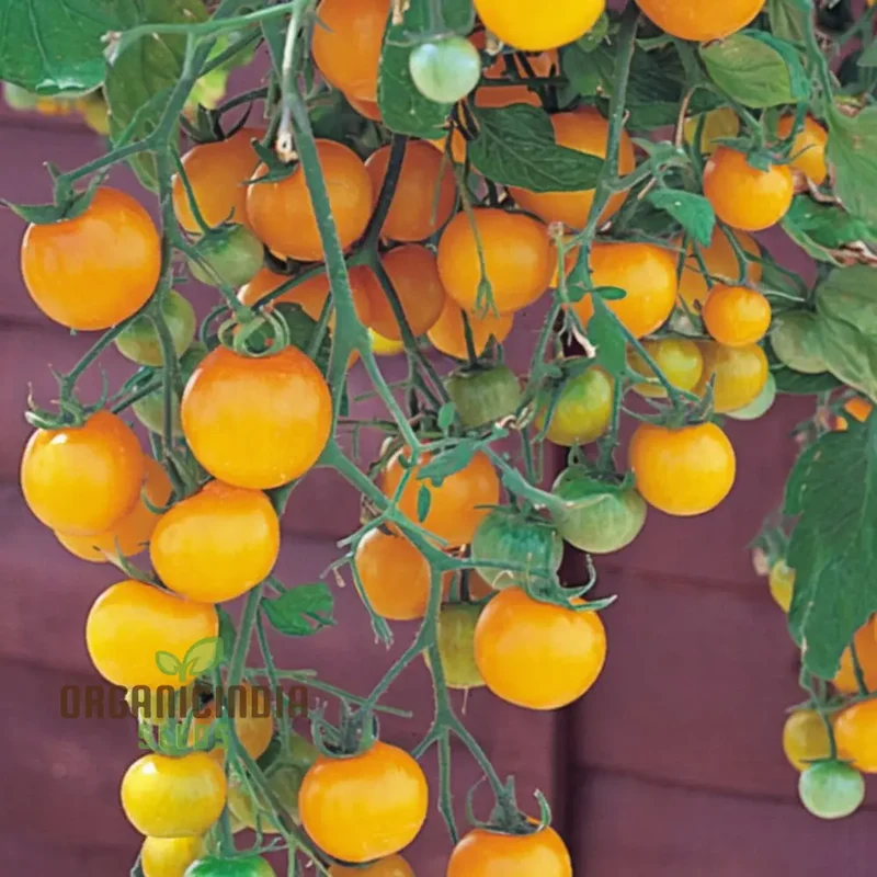Tomato Tumbling Tom Yellow Seeds - Grow Bright and Flavorful Yellow Tumbler Tomatoes
