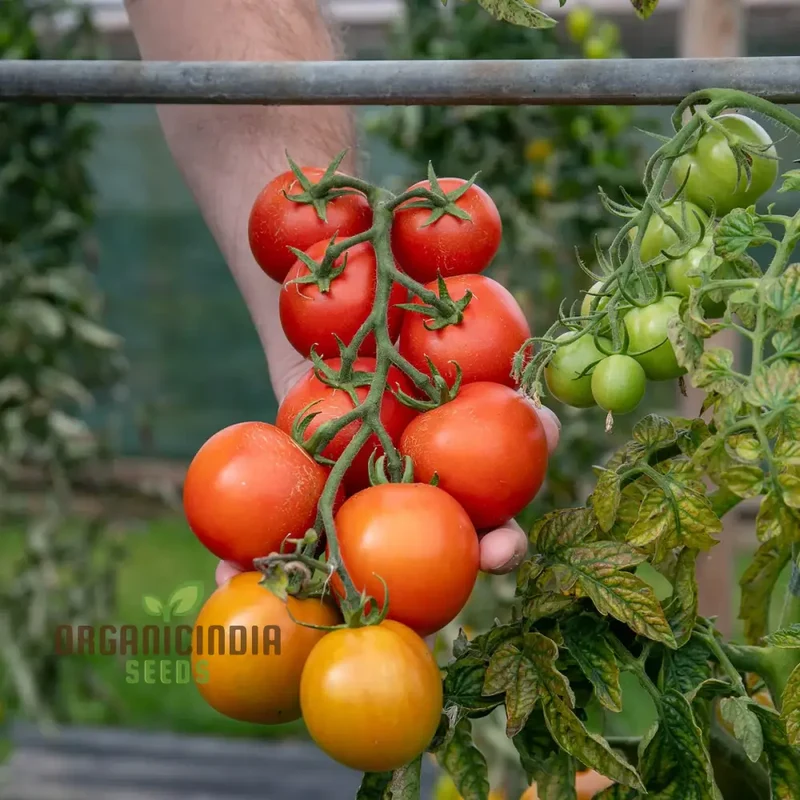 Y DDRAIG GOCH (RED DRAGON) TOMATO Vegetable Seeds for Gardening, High-Quality Seeds for Growing Delicious Tomatoes