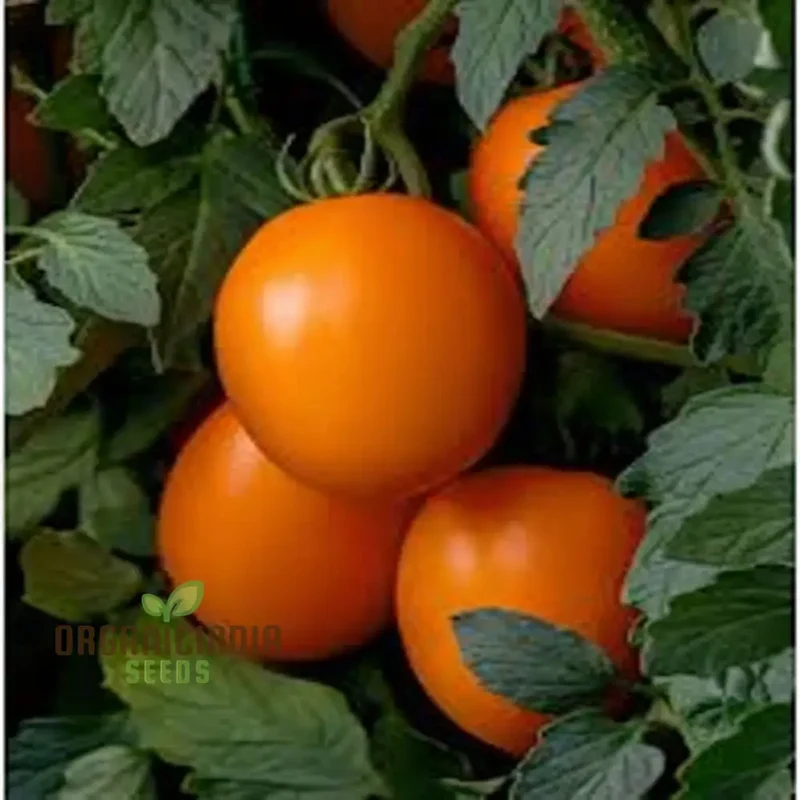 Tomato Vivacious Seeds - Grow Bold and Flavorful Vivacious Tomatoes in Your Garden
