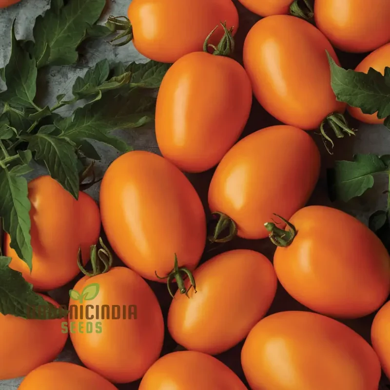 Tomato Vivacious Seeds - Grow Bold and Flavorful Vivacious Tomatoes in Your Garden