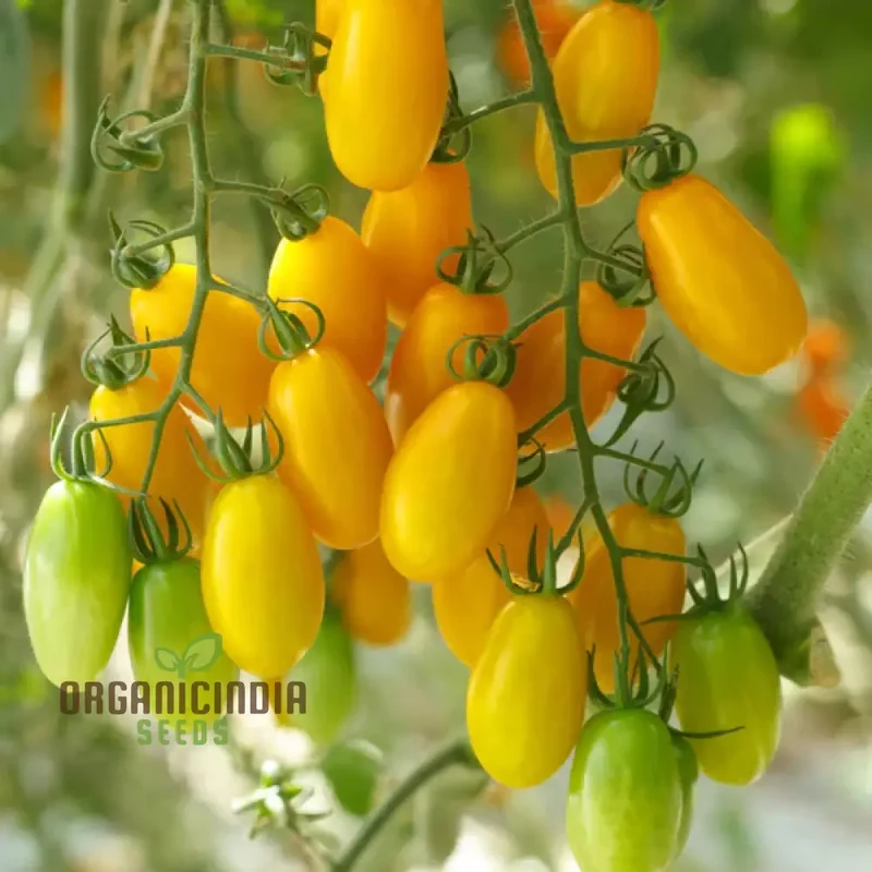 Tomato Katie Bell vegetable seeds and cultivating vibrant, delicious tomatoes to enhance your garden with color and flavor