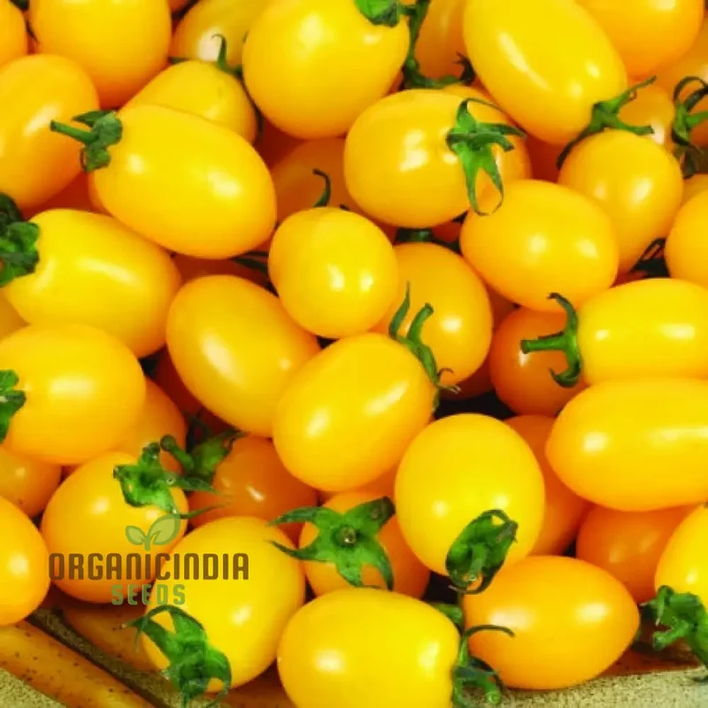 Tomato Katie Bell vegetable seeds and cultivating vibrant, delicious tomatoes to enhance your garden with color and flavor