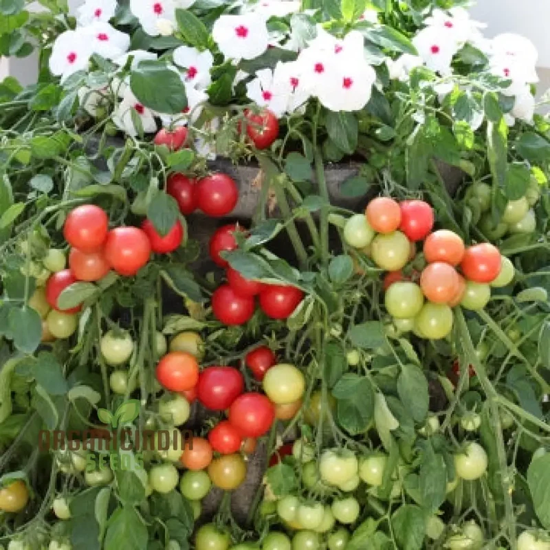 Tomato Seed Collection for Outdoor Gardening Enthusiasts | Heirloom Seeds for Healthy Harvests