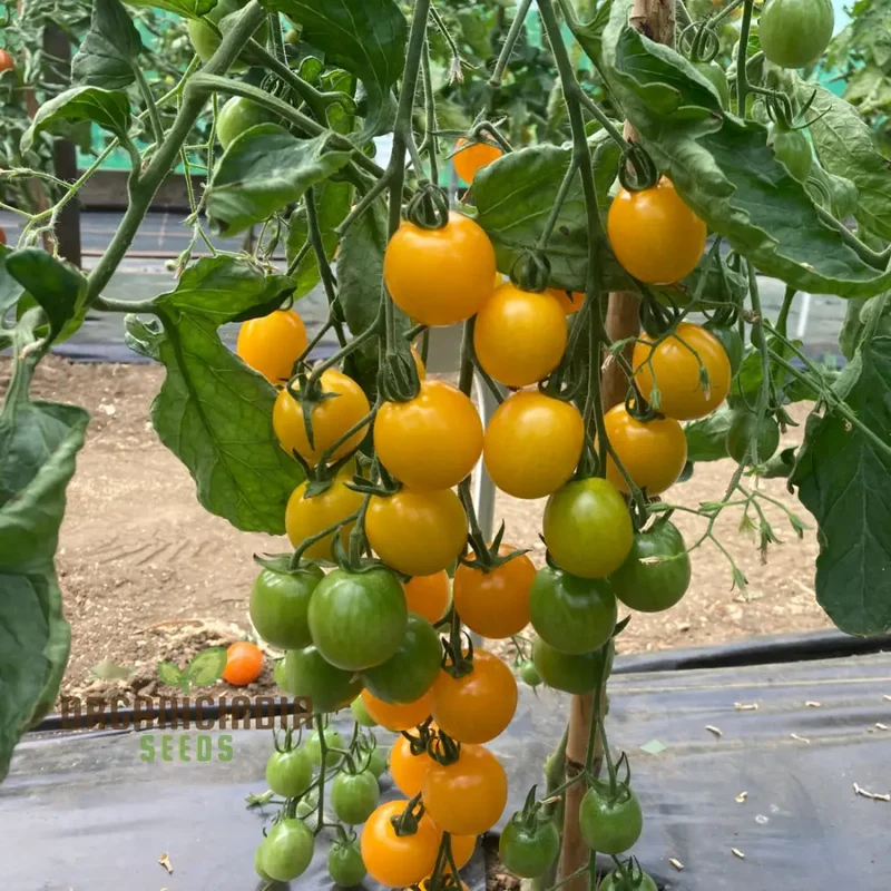 Yellow Mimi F1 Tomato Seeds , Premium Quality Seeds for Home Gardening Enthusiasts, High-Yielding and Disease-Resistant Variety