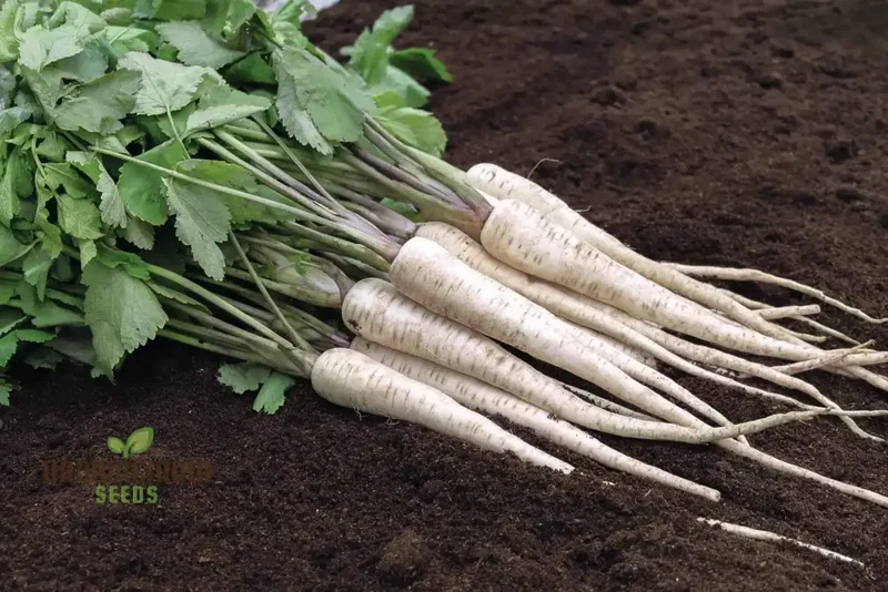 Parsnip Student Vegetable Seeds, Grow Nutritious and Flavorful Parsnips with Expert Tips and Techniques