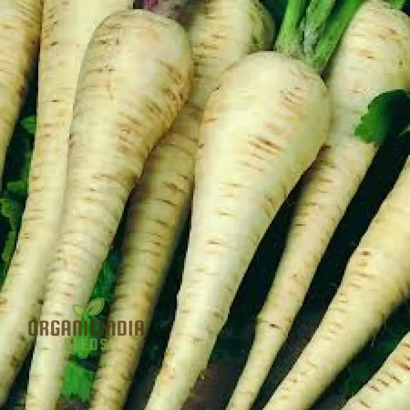 Parsnip Student Vegetable Seeds, Grow Nutritious and Flavorful Parsnips with Expert Tips and Techniques