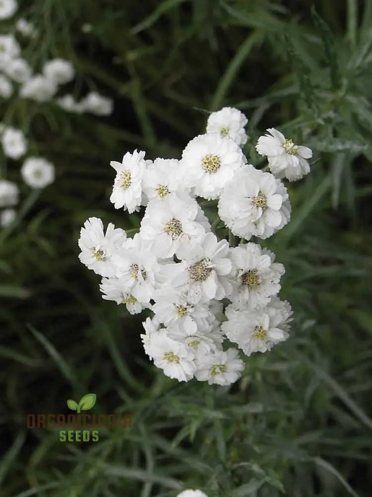 Achillea Ballerina Seeds - Grow Elegant and Graceful Ballerina Yarrow Flowers in Your Garden