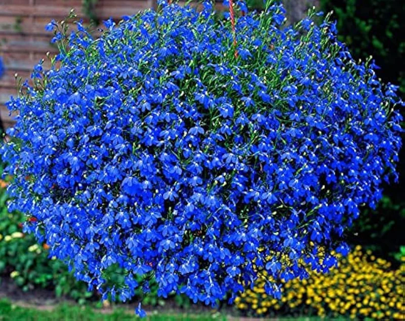 Lobelia Seeds (Cobalt Blue Lobelia Seeds) - Vibrant Blue Blooms for Expert Gardening