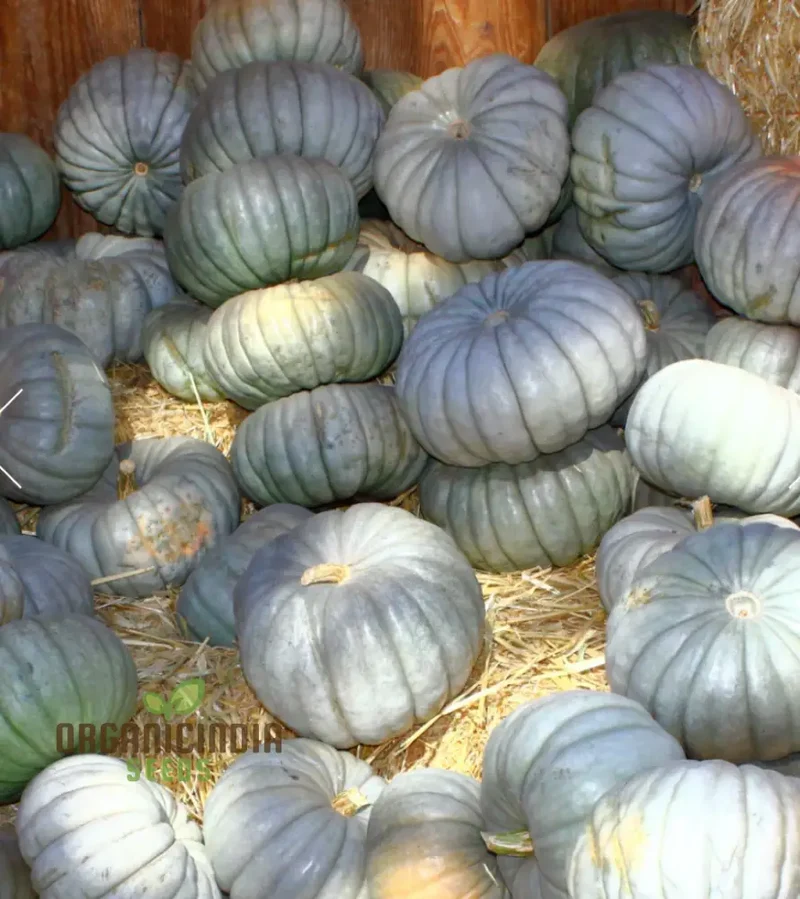 Squash Queensland Blue Seeds for Lush Gardens | Heirloom Variety for Bountiful Harvests