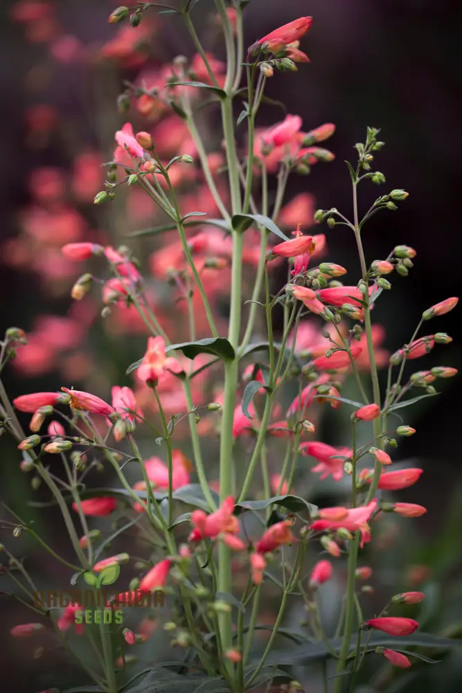 Penstemon Barbatus Twizzle Coral Seeds - Grow Stunning Coral-Colored Penstemon Flowers in Your Garden