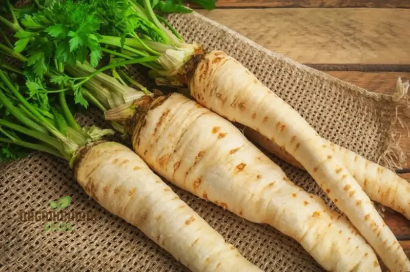 Parsnip Imperial Crown Vegetable Seeds For Planting and Home Gardening