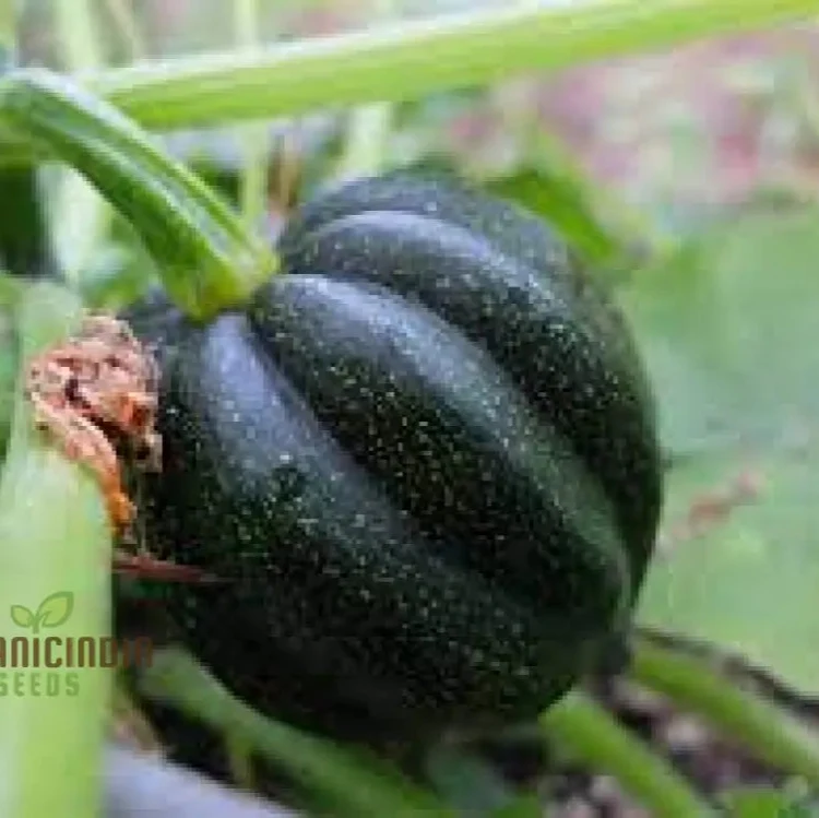 Squash Honey Bear Vegetable Seeds For Planting: Premium Seeds for Bountiful Harvests and Vibrant Blooms