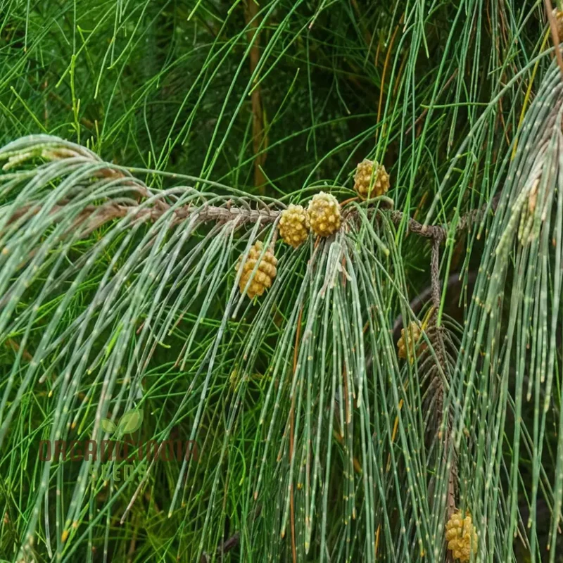 Casuarina Equisetifolia Seeds – Australian Pine Tree, Hardy & Versatile Variety