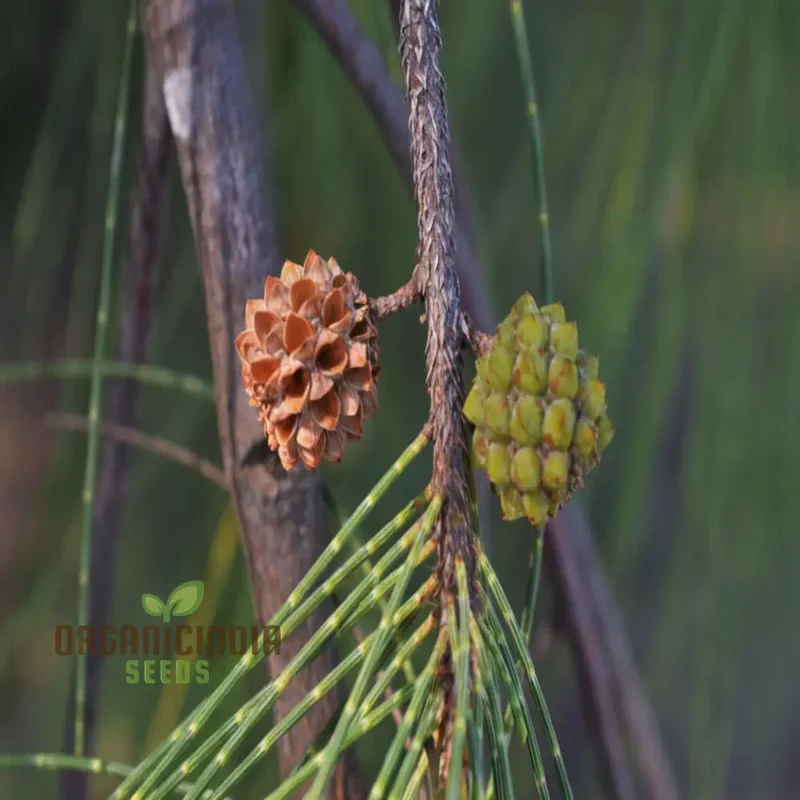 Casuarina Equisetifolia Seeds – Australian Pine Tree, Hardy & Versatile Variety