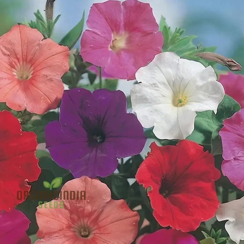Sow in Winter Season Flower Seeds for Colorful Cold-Weather Gardens