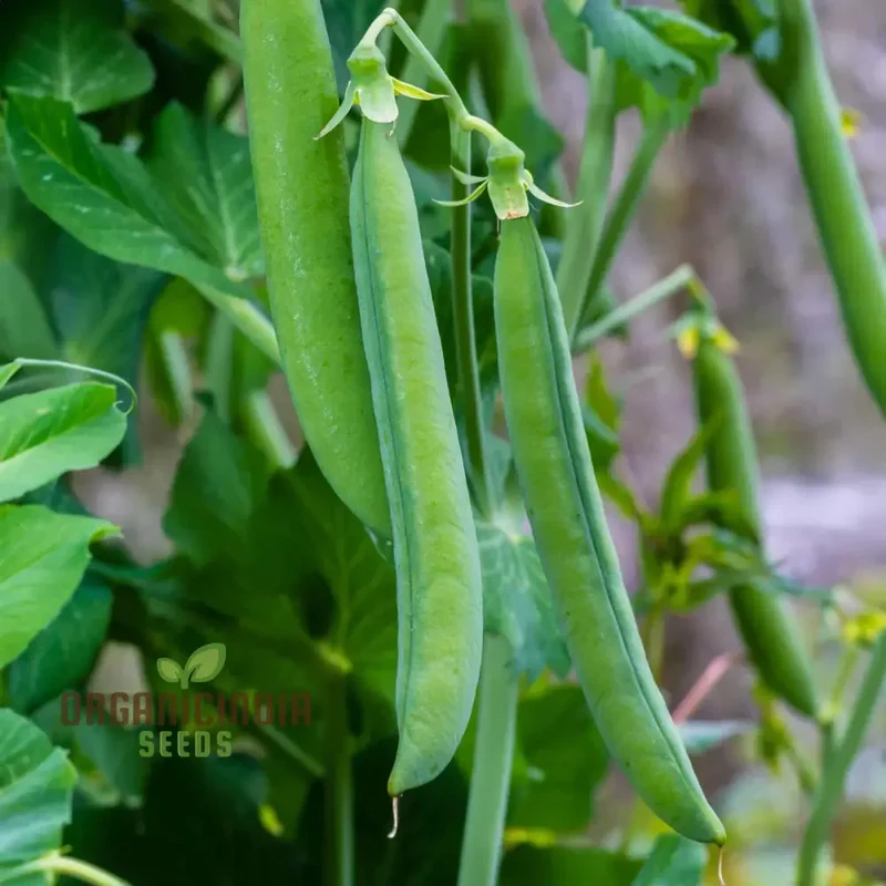 Hurst Green shaft Pea Seeds, Heirloom English Garden Vegetable Seeds, Early Harvest Ideal for Home Gardening