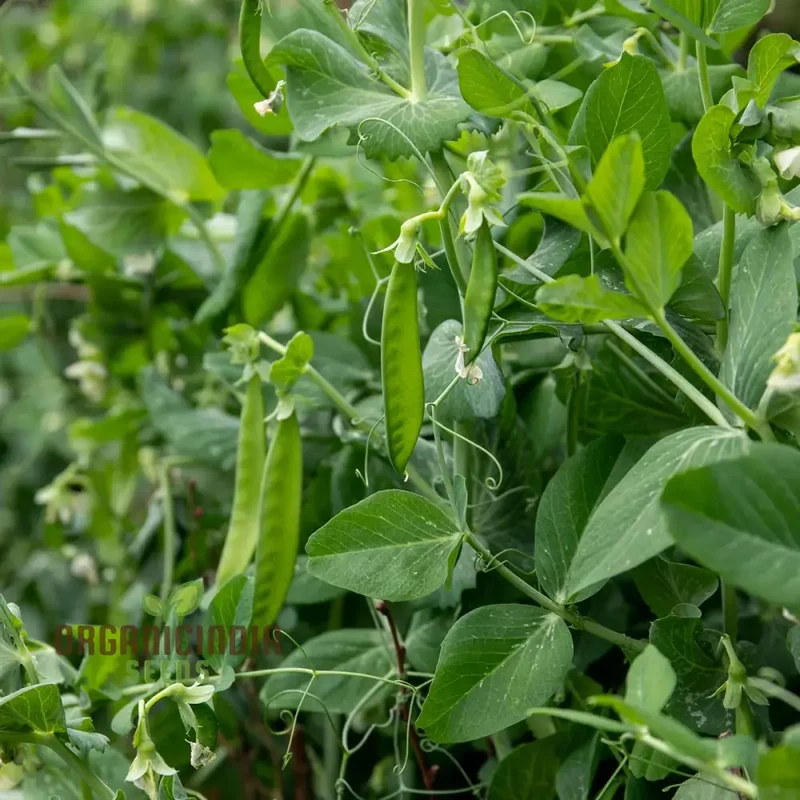 Hurst Green shaft Pea Seeds, Heirloom English Garden Vegetable Seeds, Early Harvest Ideal for Home Gardening