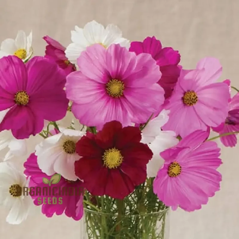 Cosmos Breeders Choice Mixed Flower Seeds For Planting: Premium Garden Delight for Vibrant Blooms and Endless Variety"