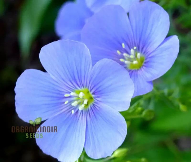 Linum Perenne (Perennial Flax) Flower Seeds, Cultivate Long-lasting Beauty in Your Garden with Expert Seed Planting and Gardening