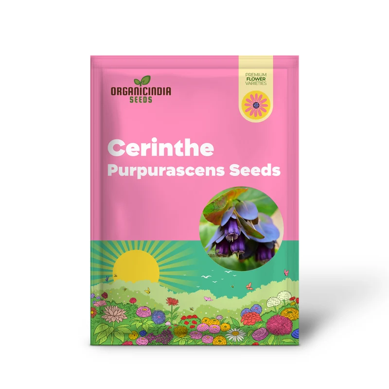 Cerinthe Seeds (Cerinthe Major Purpurascens Seeds) - Striking Unusual Blooms for Gardens