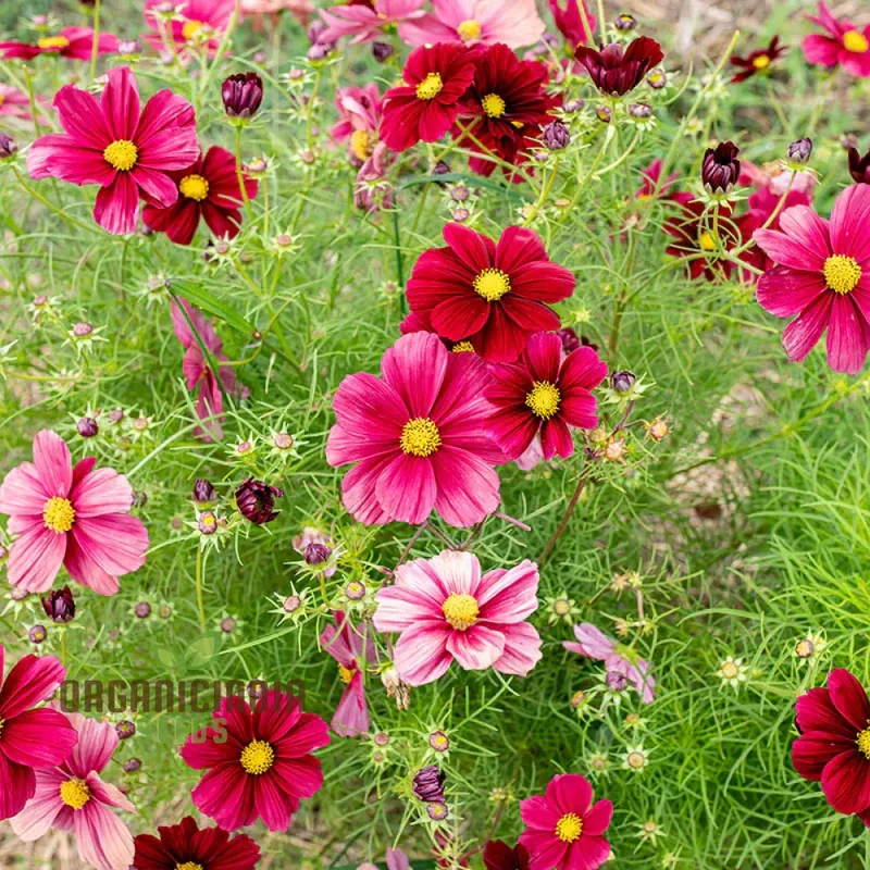 Cosmos Bipinnatus Rubinato Flower seeds For Planting: Vibrant Garden Delight for Your Blooming Oasis"