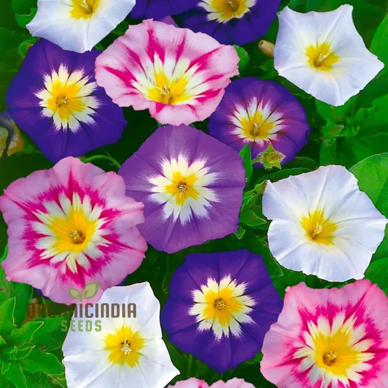 Convolvulus Minor Tricolour Seeds - Grow Stunning Tri-Colored Morning Glory Flowers