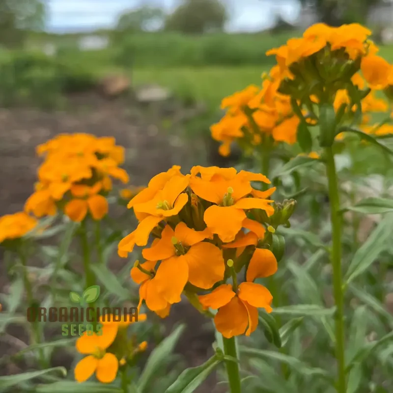 Cheiranthus Allionii Seeds - Grow Vibrant and Fragrant Wallflower Allionii in Your Garden