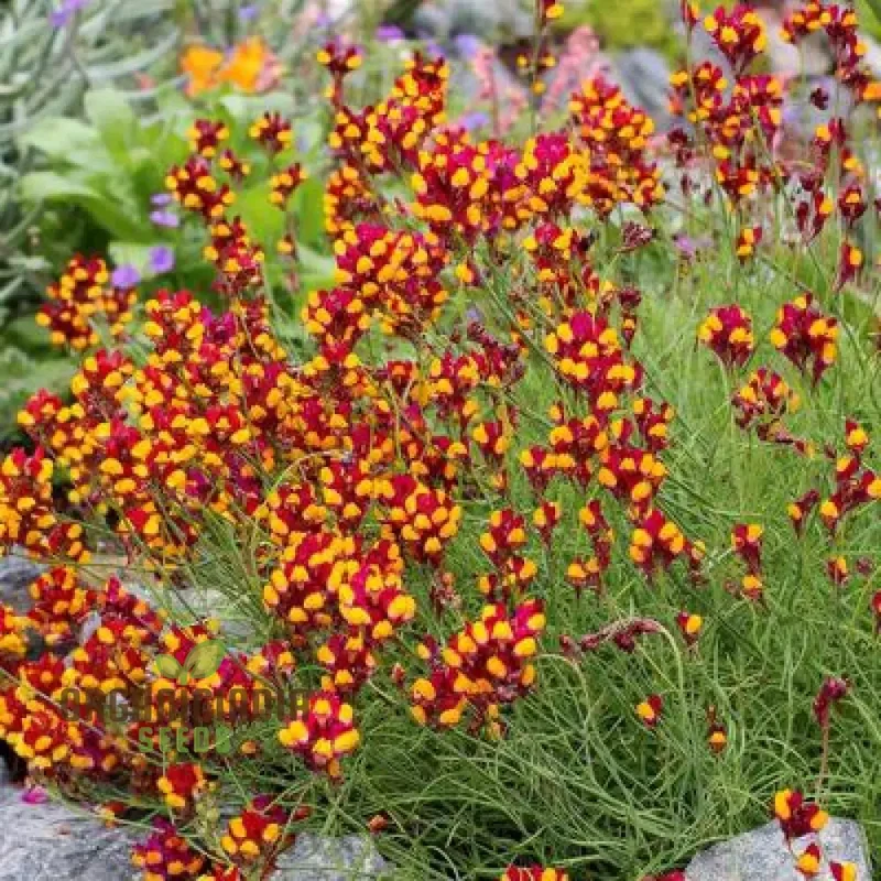 Linaria Spanish Dancer Flower Seeds, Brighten Your Garden with Colorful Blooms Using Expert Seed Planting and Gardening Techniques