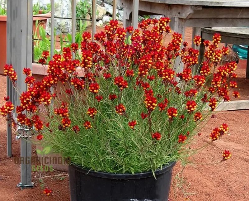 Linaria Spanish Dancer Flower Seeds, Brighten Your Garden with Colorful Blooms Using Expert Seed Planting and Gardening Techniques