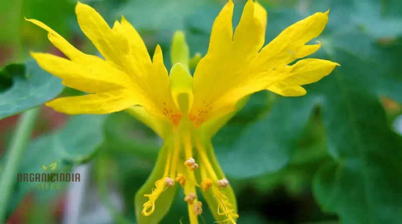 Canary Creeper (Tropaeolum peregrinum) Seeds for Vibrant Blooms and Lush Greenery in Your Gardening Oasis!
