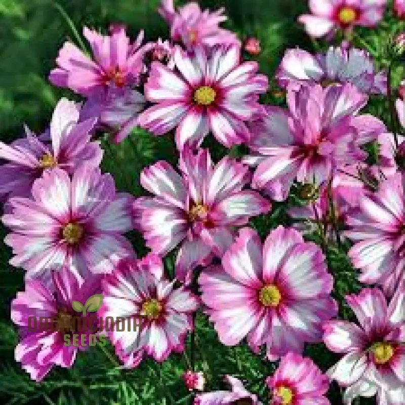 Cosmos Bipinnatus Dwarf Purple Picotee Flower Seeds For Planting: The Perfect Addition to Your Garden for Vibrant, Easy-to-Grow Blooms All Season Long