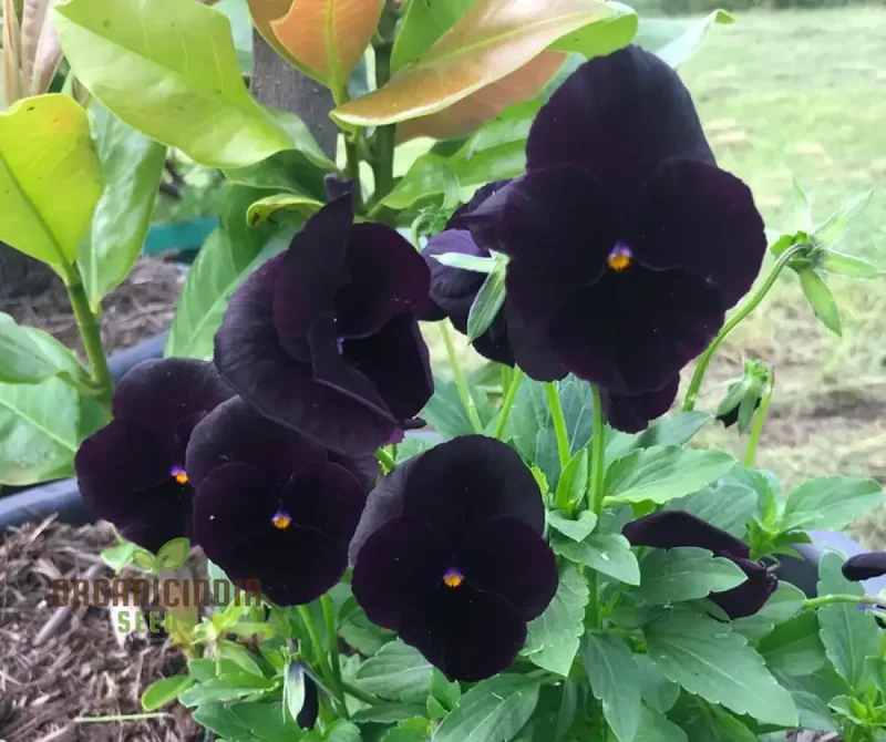 Viola Back To Black Seeds For Planting: Gardening Delights for the Discerning Gardener Seeking Elegance and Depth