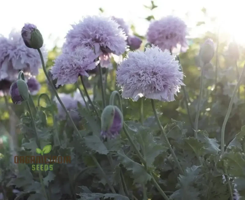 Papaver (Poppy Seeds) Somniferum Lilac Pom Pom - Grow Lovely Lilac Pom Pom Poppy Flowers in Your Garden