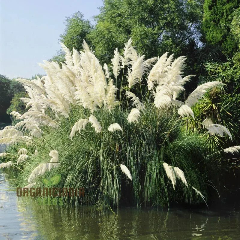 Pampas Grass (Cortaderia selloana) from Seeds for Majestic Beauty and Ornamental Flair in Your Garden