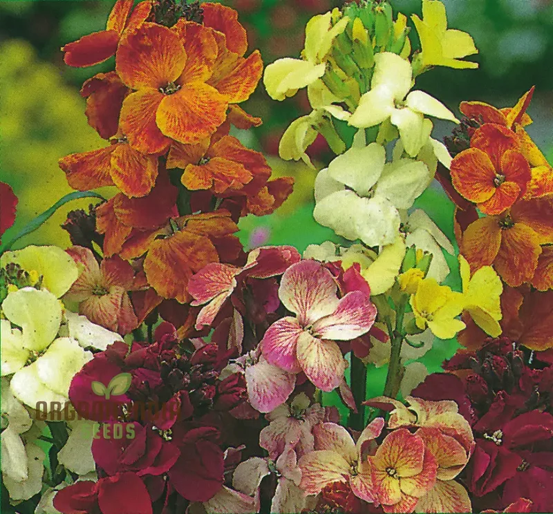 Lady Mixed Flower Seeds For Planting: Blooming Beauties - Your Premier Destination for Exquisite Gardening Supplies and Inspirational Greenery