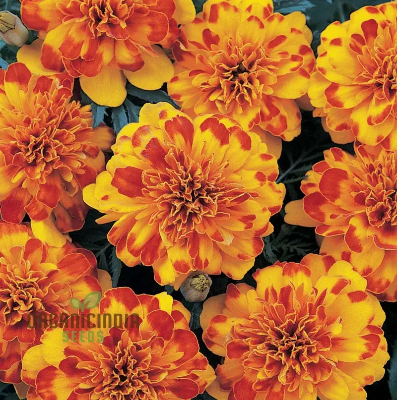 Marigold French Durango Mixed Seeds Enhance Your Garden with Premium Quality Seeds for Successful Gardening