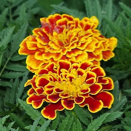 Marigold French Durango Mixed Seeds Enhance Your Garden with Premium Quality Seeds for Successful Gardening