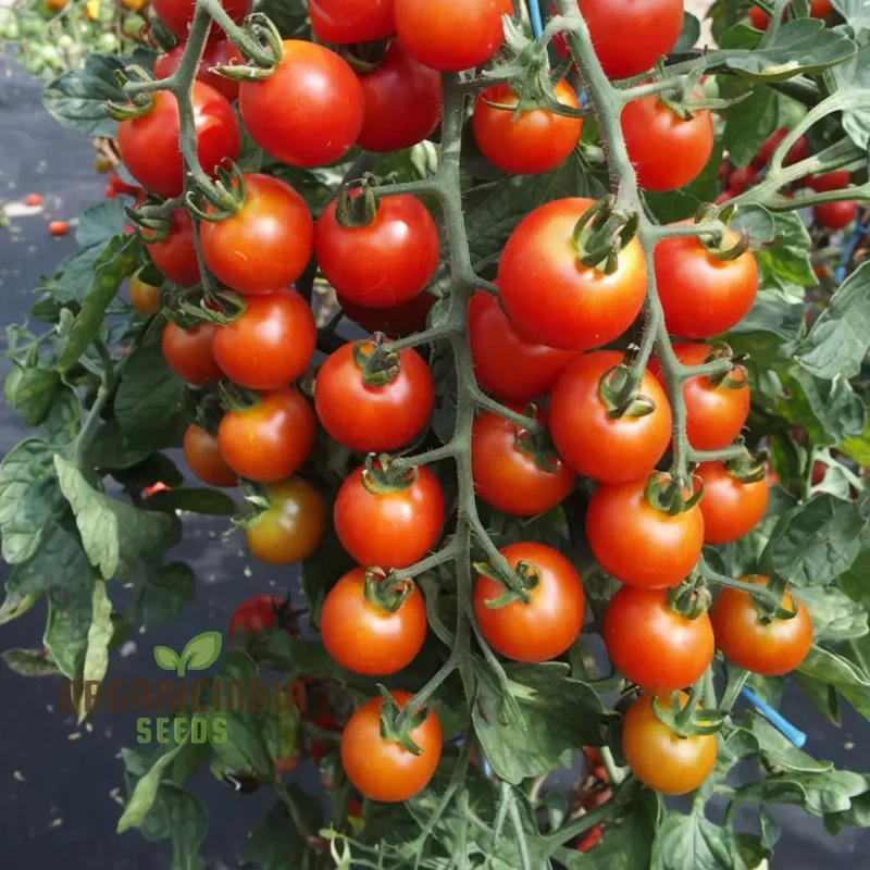 Tomato Rubinka Seeds - Grow Rich and Flavorful Rubinka Tomatoes in Your Garden