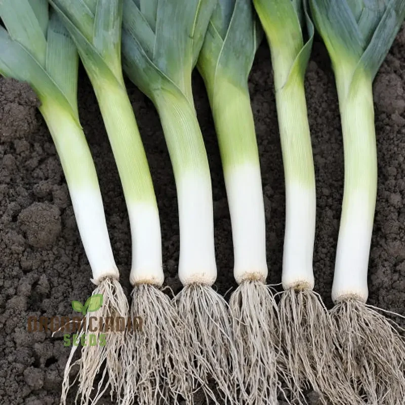 Leek Tornado Vegetable Seeds, Cultivate Long, Flavorful Leeks with Expert Tips on Successful Growth from Seed to Harvest