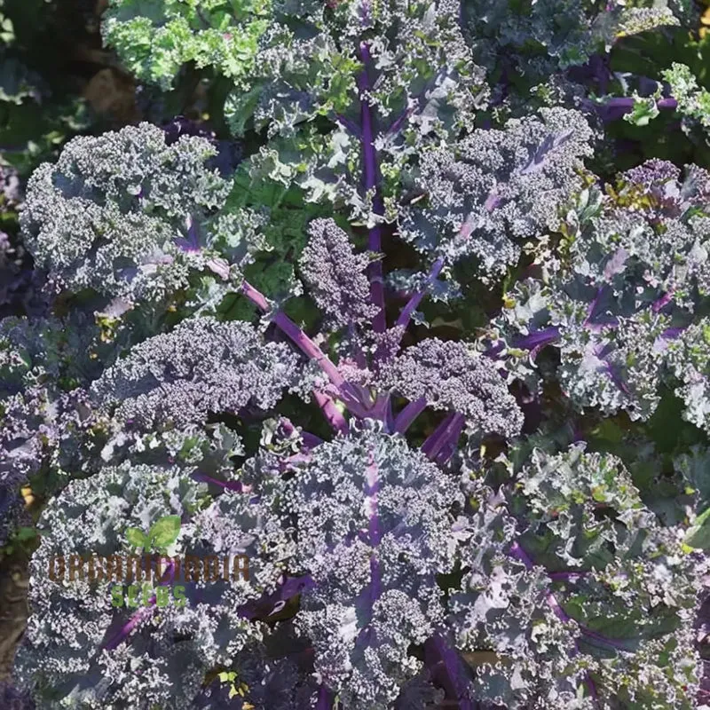 Redbor Kale Seeds - Grow Nutritious and Vibrant Red Kale in Your Garden