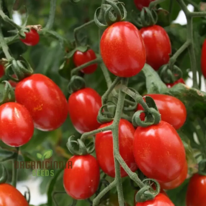 Luciebell Tomato Seeds, Heirloom Vegetable Seeds for Garden Planting, Organic Non-GMO Variety
