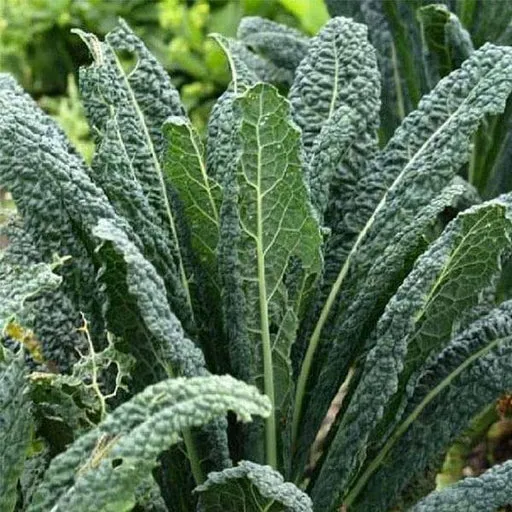 Kale Vegetable Seeds Nero di Toscana, Cultivate Nutrient-Rich and Flavorful Kale