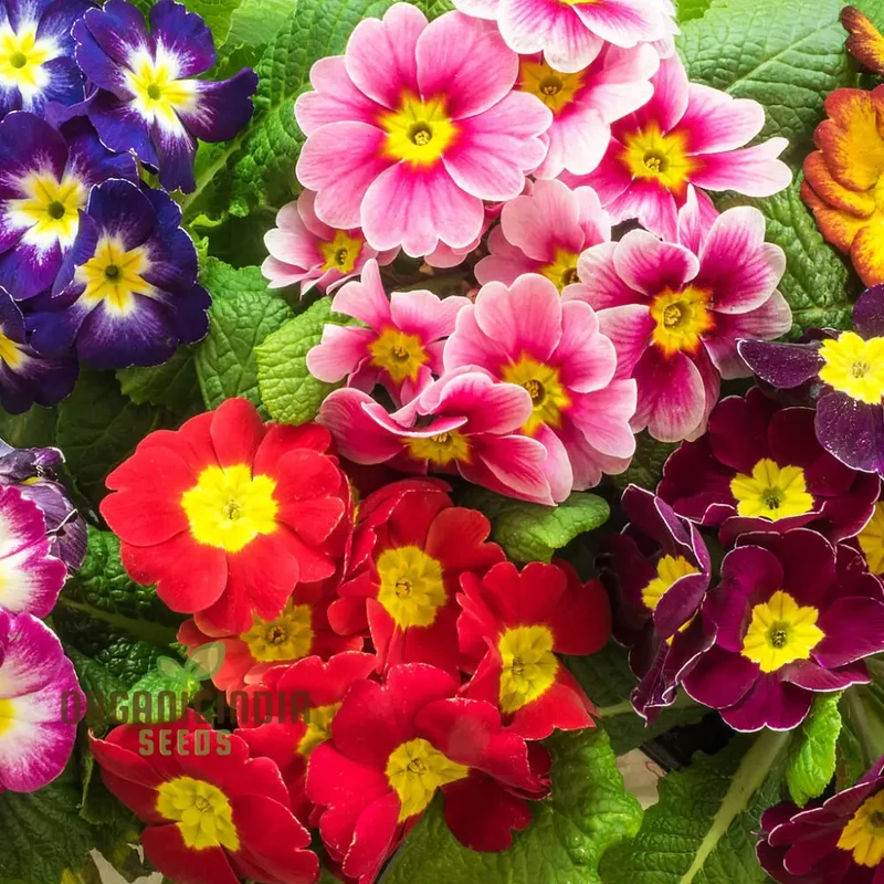 Polyanthus Stella Mixed: A Vibrant and Hardy Addition for Year-Round Color and Beauty