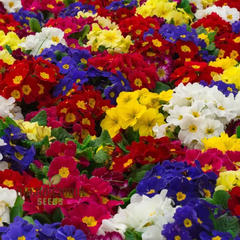 Polyanthus Stella Mixed: A Vibrant and Hardy Addition for Year-Round Color and Beauty