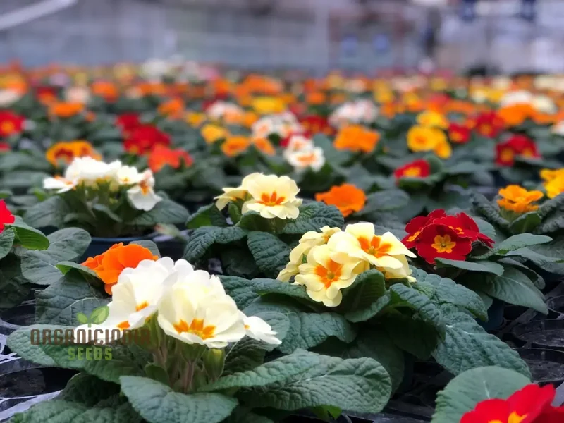 Polyanthus Stella Mixed: A Vibrant and Hardy Addition for Year-Round Color and Beauty