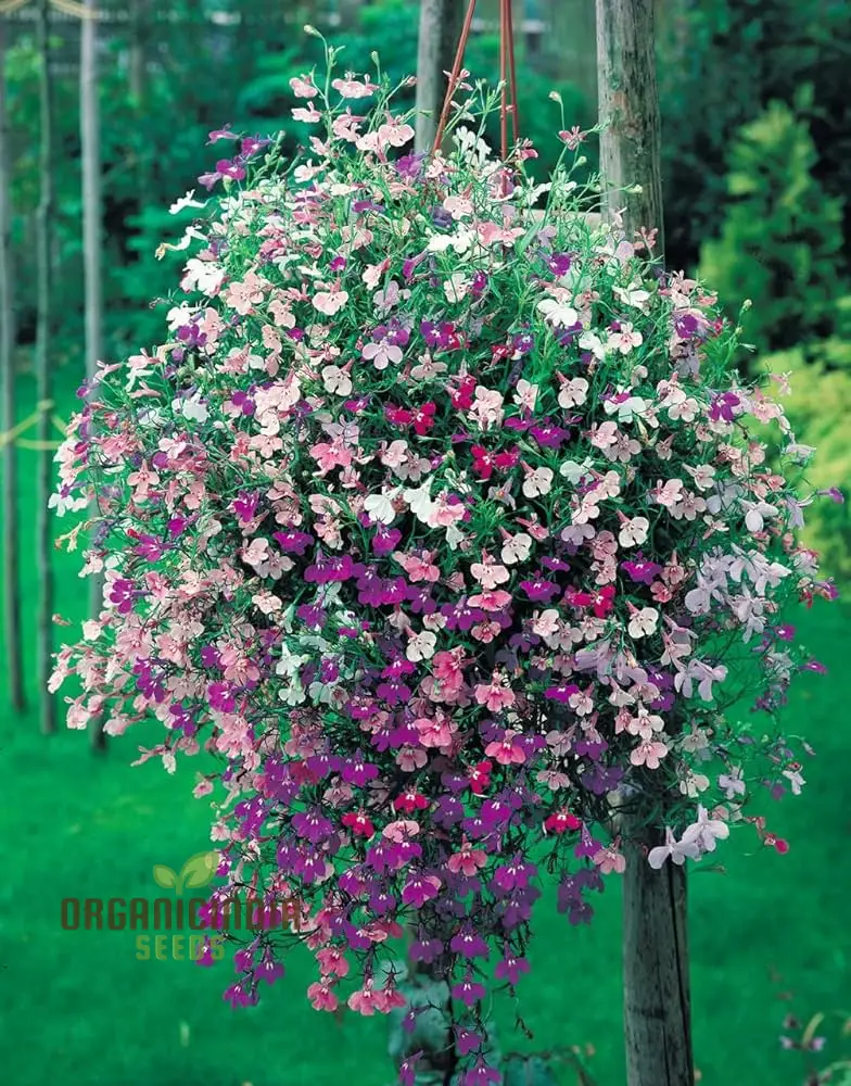 Lobelia Trailing Mixed - Perfect for Hanging Baskets, Window Boxes, and Garden Borders - Ideal for Creating a Cascading Colorful Display in Your Garden Spaces
