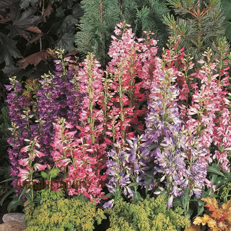 Penstemon Barbatus Cambridge Mixture Seeds - Grow a Beautiful Blend of Penstemon Flowers in Your Garden