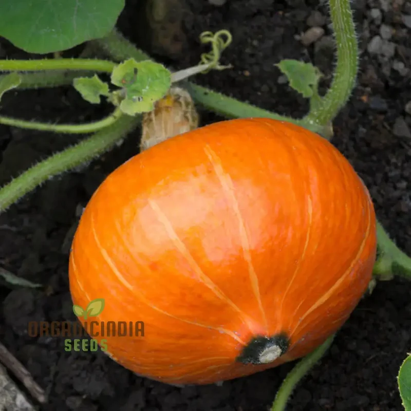 Winter Squash Sunshine Vegetable Seeds For Planting: Expert Gardening Guide for a Bountiful Harvest of Nutritious and Delicious Squash All Winter Long